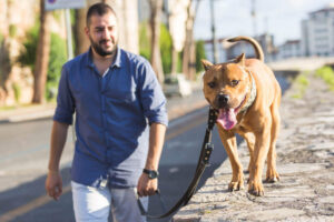 Pitbull dog walking on a leash.